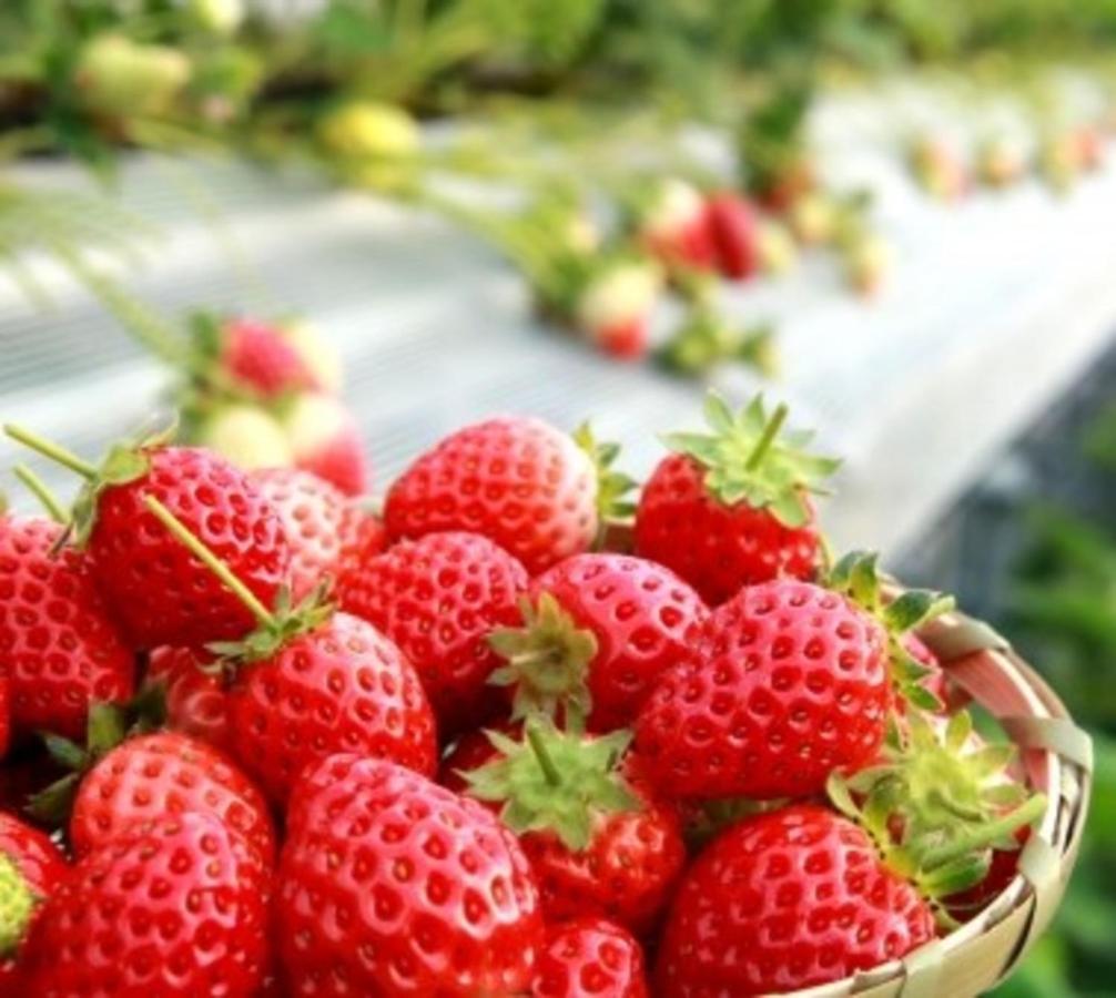 Kobe Hotel Fruit Flower Ngoại thất bức ảnh
